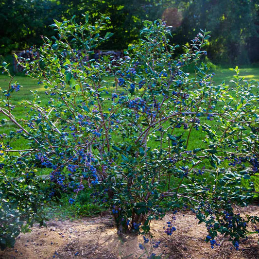 Sweetheart Blueberry Plant with Fresh Green Leaves