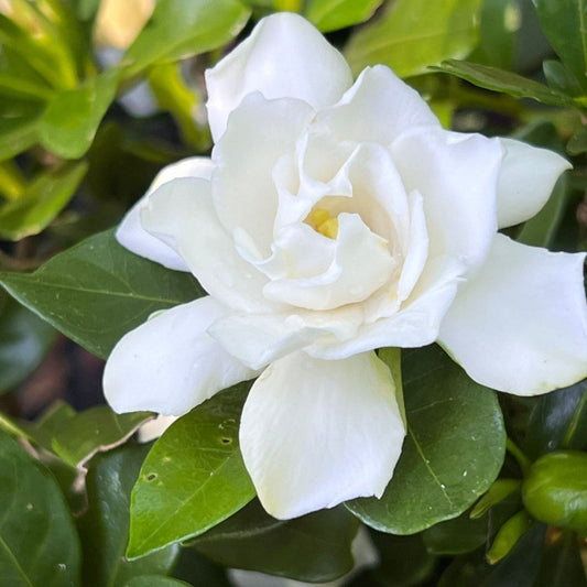 Sweet Tea Gardenia – flowering shrub