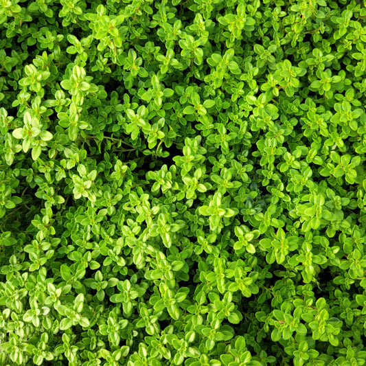 Thymus x citriodorus 'Archer's Gold' – evergreen