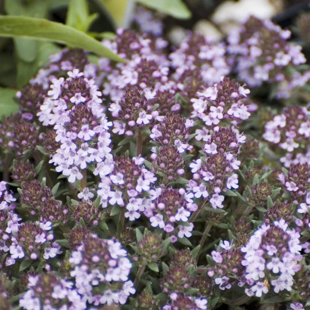 Juniper Thyme – Low Creeping Aromatic Herb Groundcover with pink flowers – evergreen for full sun