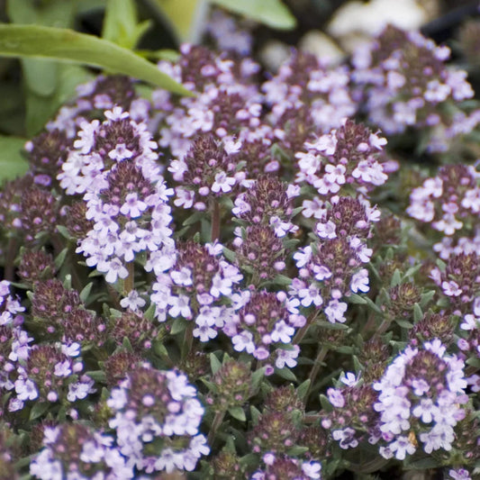 Juniper Thyme – Low Creeping Aromatic Herb Groundcover with pink flowers – evergreen for full sun