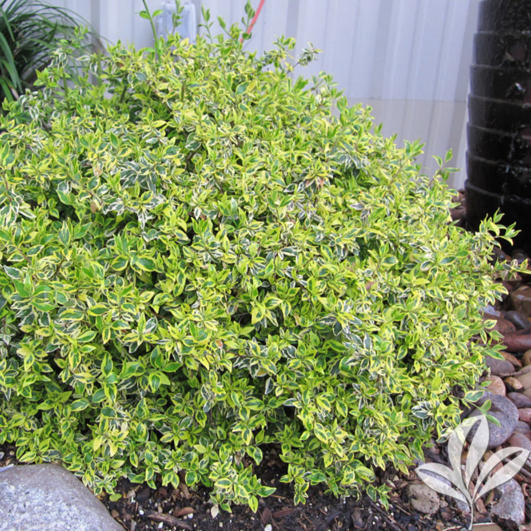 Twist of Lime Glossy Abelia – flowering tree