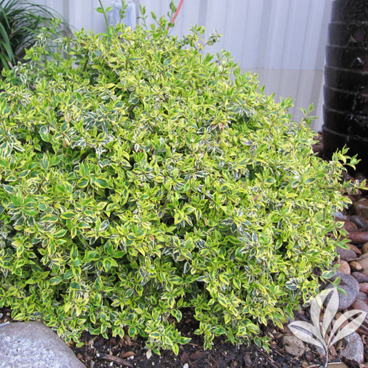 Twist of Lime Glossy Abelia – flowering tree