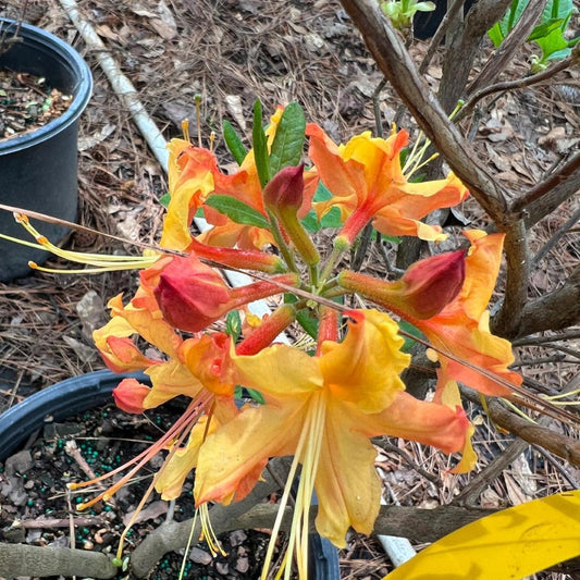 Tallulah Sunrise Azalea branch highlighted with radiant orange spring blossoms
