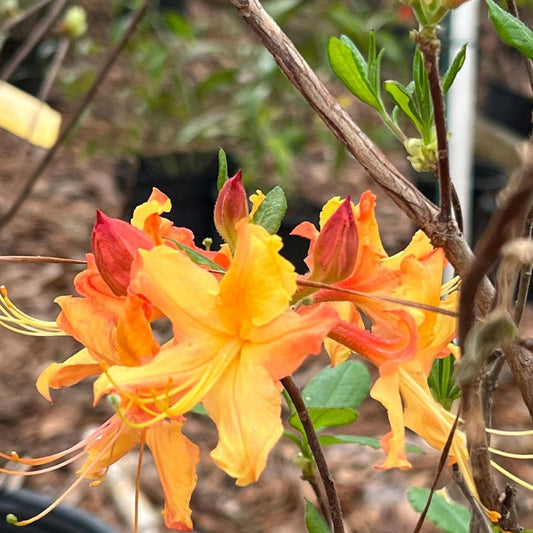 Native Tallulah Sunrise Azalea shrub featuring clusters of warm orange blooms