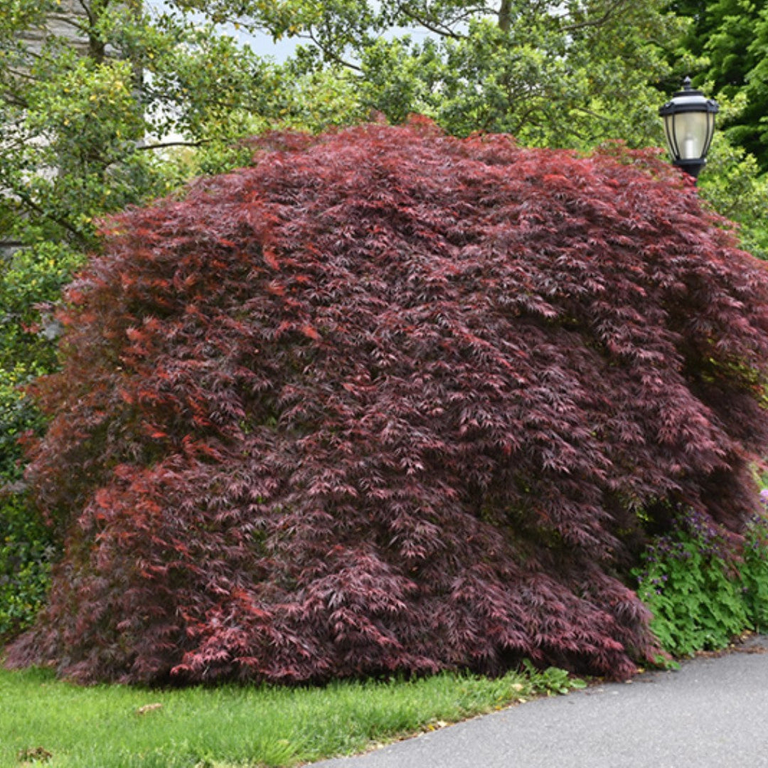 Tamukeyama Japanese Maple tree with finely cut red leaves and elegant cascading growth