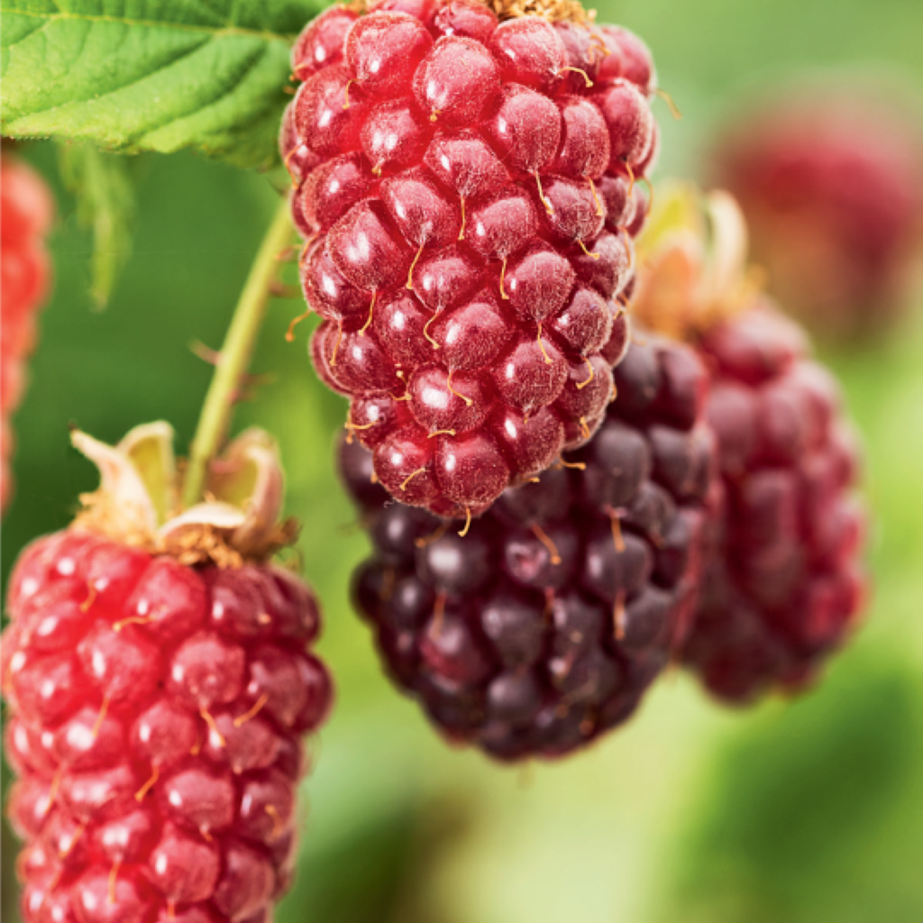 Tayberry Fruit Plant