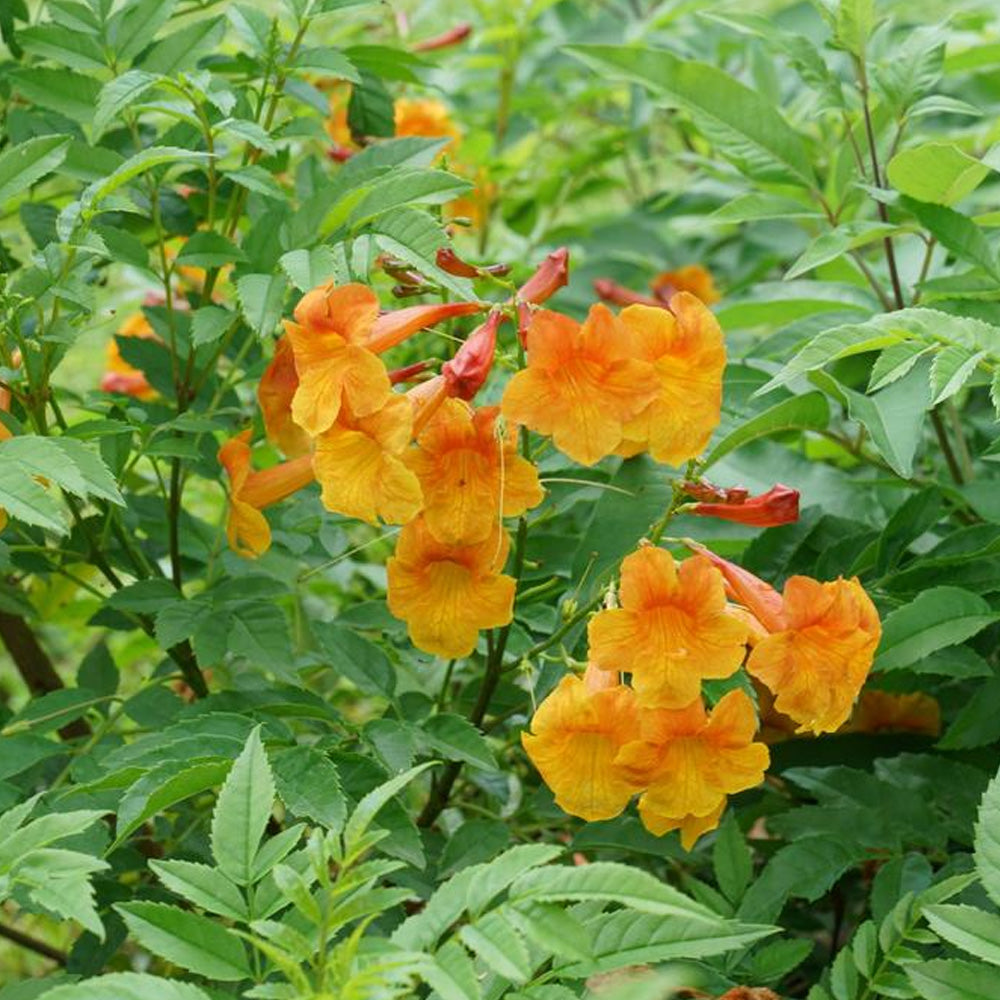 homeandgardensforless.com