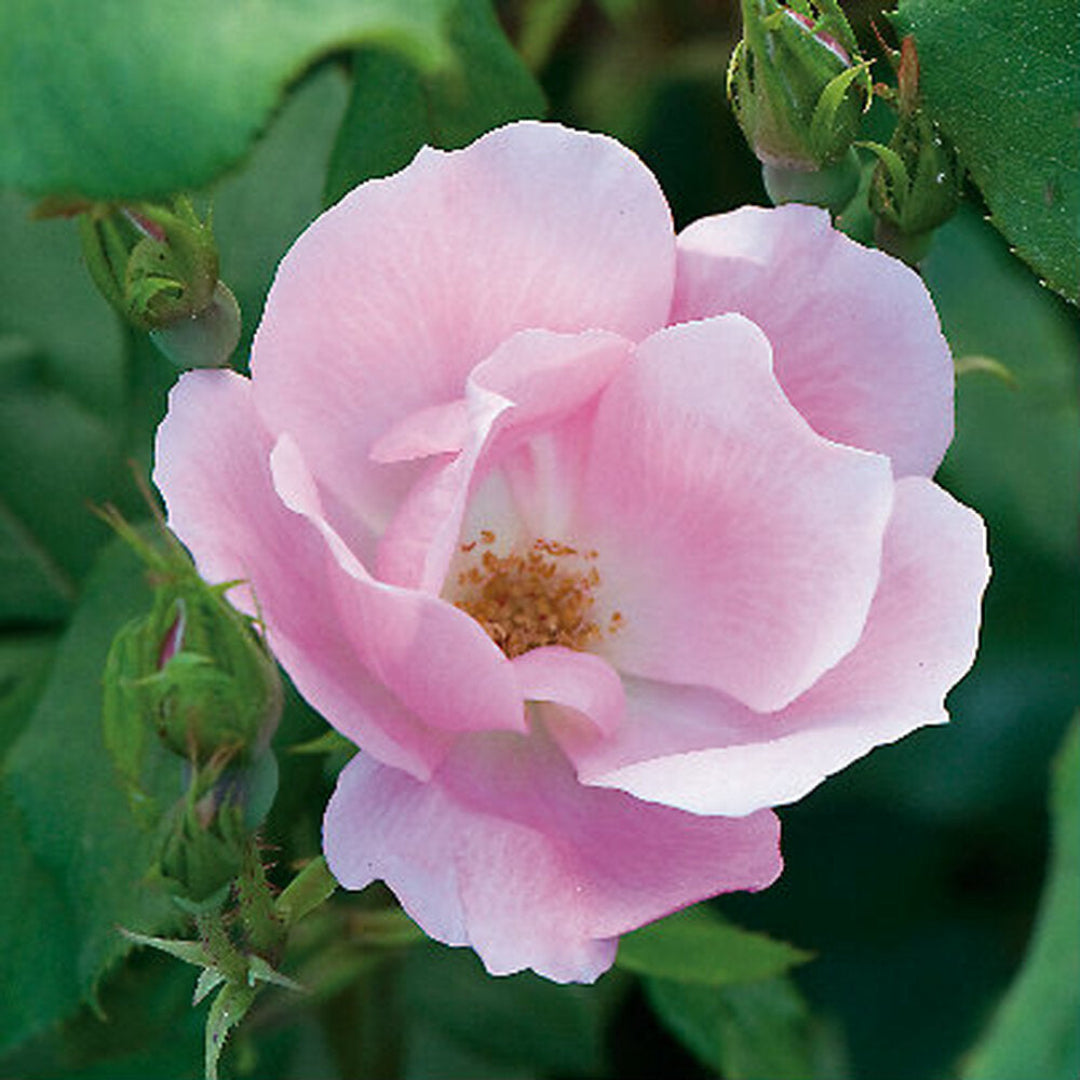 The Blushing Knock Out Rose blooming with soft pink flowers
