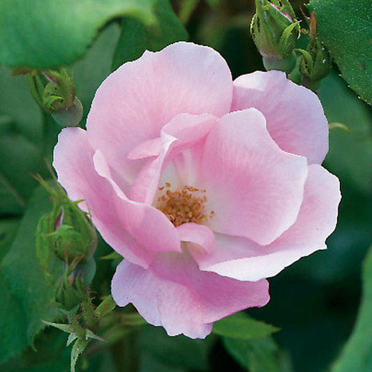 The Blushing Knock Out Rose blooming with soft pink flowers