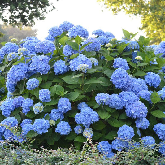 Endless Summer Hydrangea – Original Reblooming Hydrangea | Zones 4–9 live plant for landscaping and home gardens
