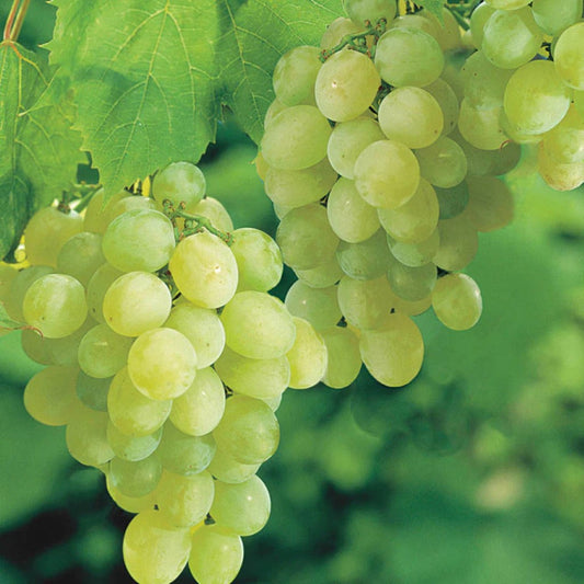 Thompson Seedless White Grape Vine – Classic Table Grape | Zones 6–9 live plant for landscaping and home gardens