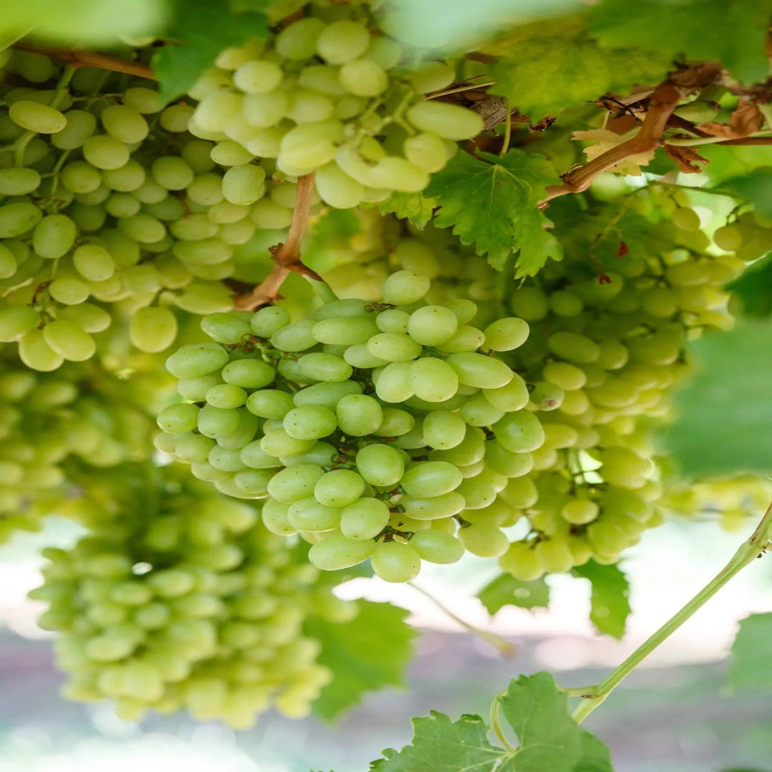 Thompson Seedless grapevine with fruit