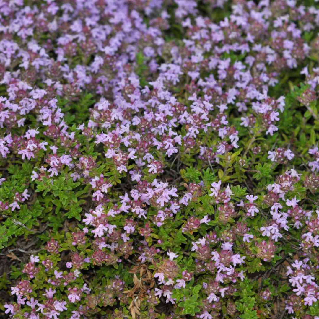 Thymus serpyllum creeping thyme foliage