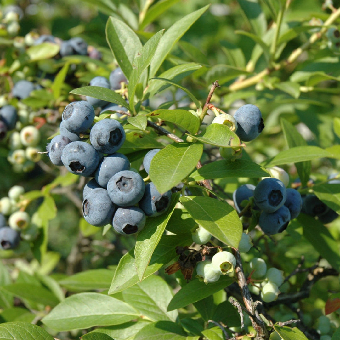 Backyard Tifblue Blueberry Bush at fruiting stage