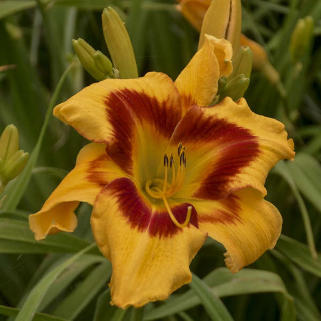Hemerocallis Rainbow Rhythm 'Tiger Swirl' Daylily