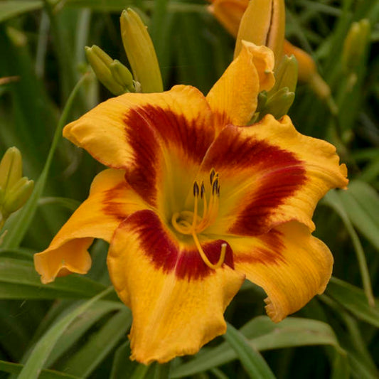 Hemerocallis Rainbow Rhythm 'Tiger Swirl' Daylily