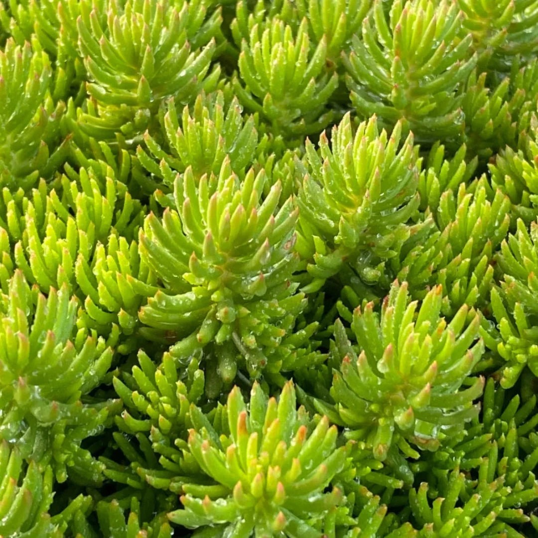 Sedum Tight and Tidy™ Green Angelina™(Stonecrop) - [EG]