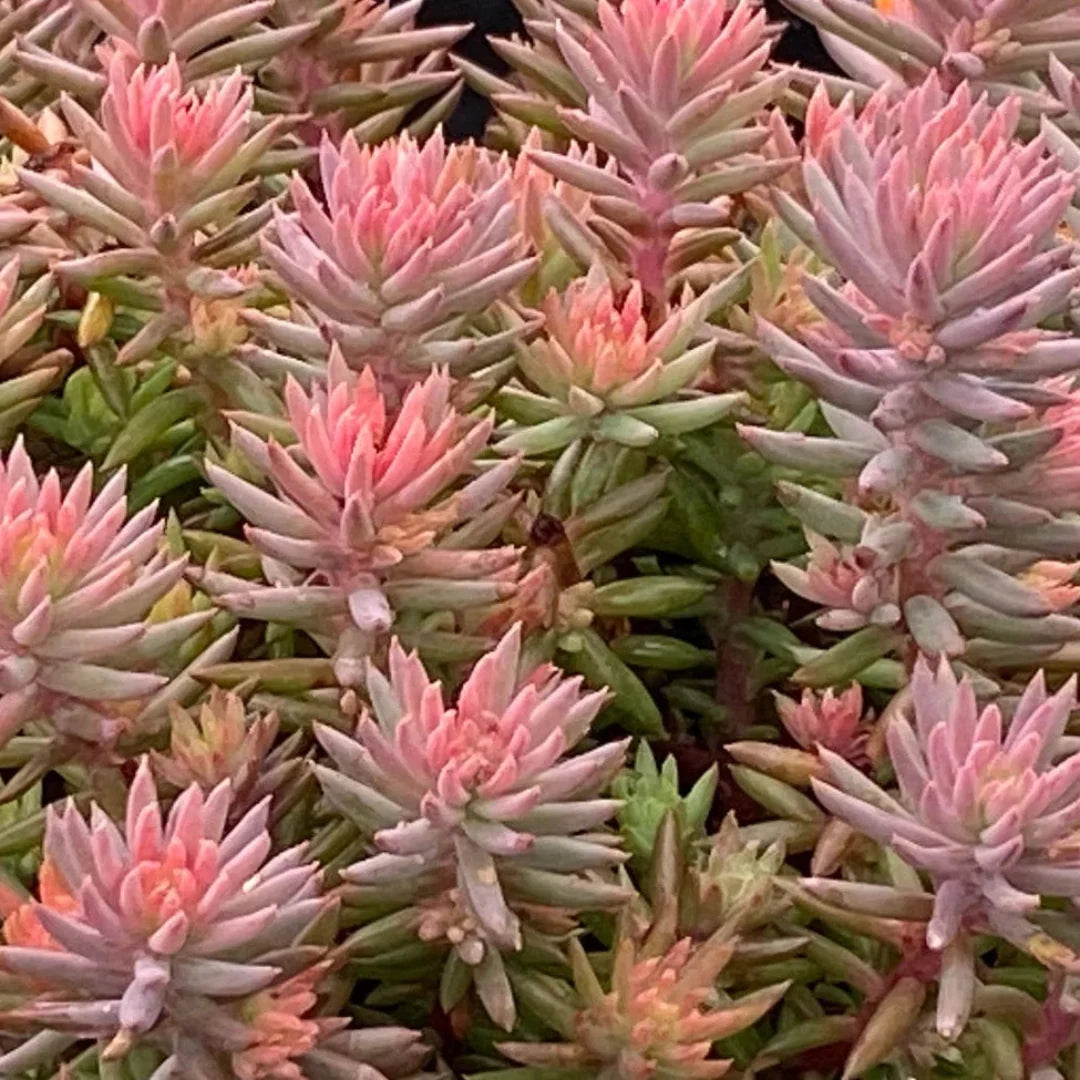 Sedum Tight and Tidy™ Pink Angelina™
