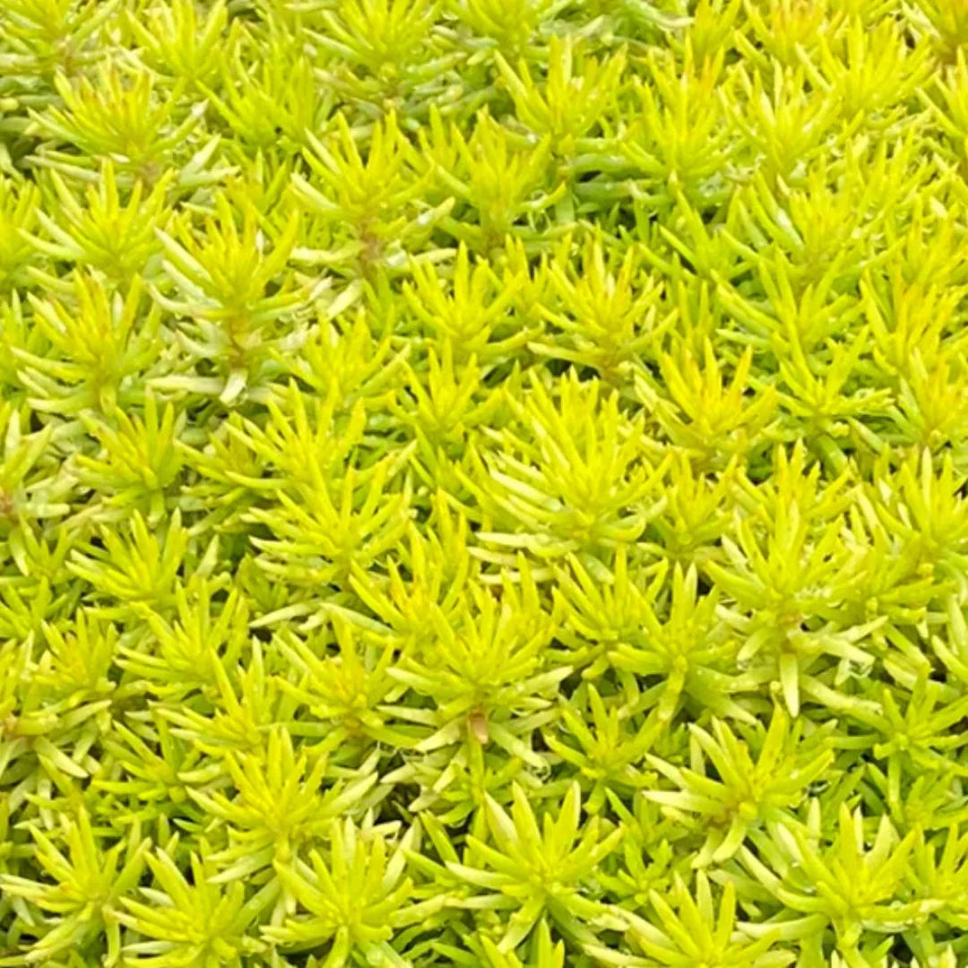 Sedum Tight and Tidy™ Yellow Angelina™ 'Angelina's Teacup' - [EG]