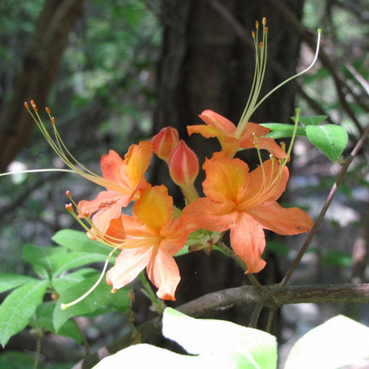 Healthy Tipsy Tangerine azalea bush growing outdoors in full bloom