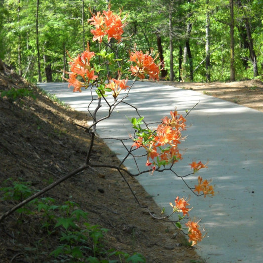 Close-up of Tipsy Tangerine azalea flowers in vibrant tangerine color