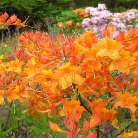 Tipsy Tangerine Native Azalea – flowering shrub