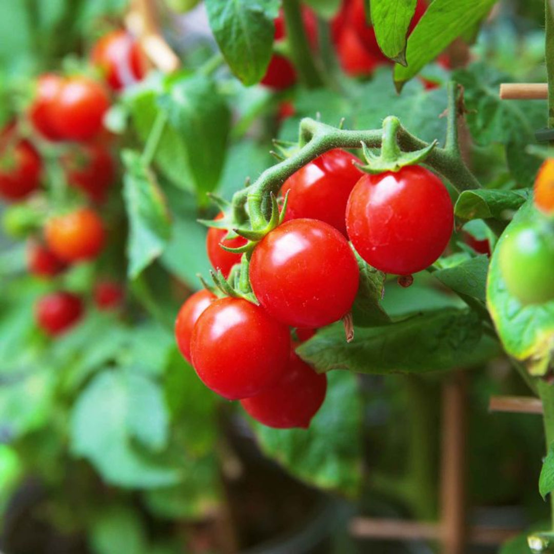 Cherry Tomato Plant – vegetables