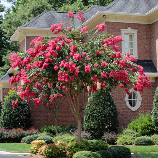 Healthy Tonto crape myrtle plant with dense green foliage and bright red flowers