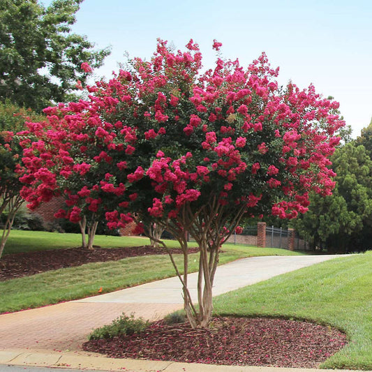 Close-up view of red blooms on Tonto crape myrtle during peak flowering season