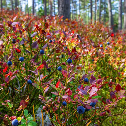 Compact Top Hat Blueberry shrub ideal for small spaces