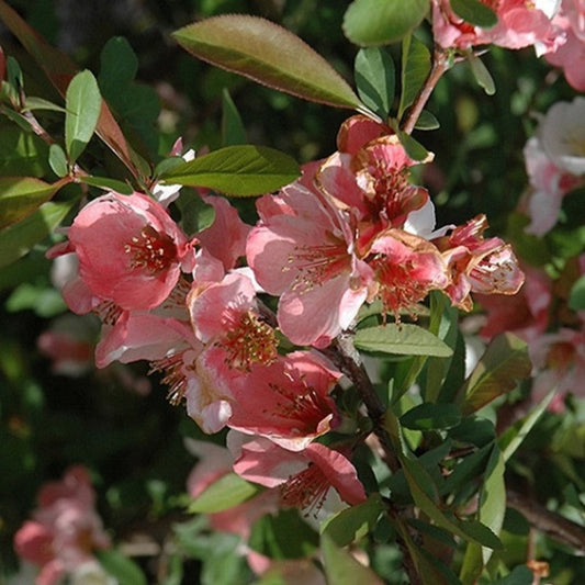 Toyo Nishiki Flowering Quince Ornamental Shrub – flowering shrub