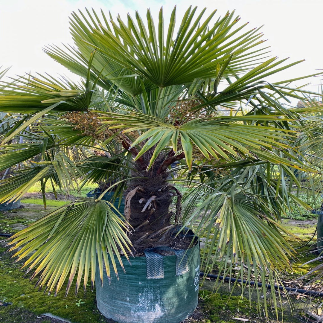 Tall Windmill Palm in nursery container