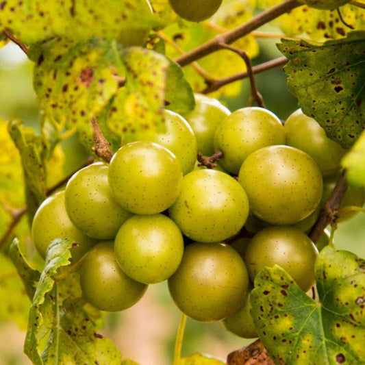 Triumph muscadine grape vine plant