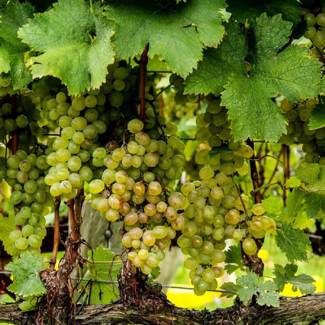 Bronze muscadine grapes close up