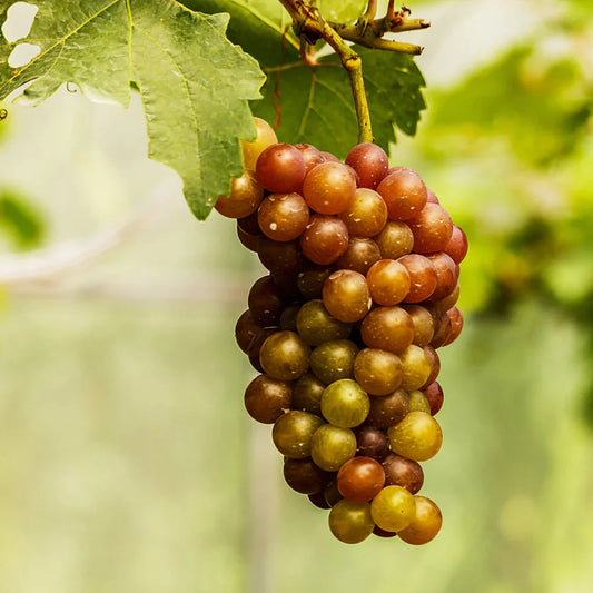 Bronze muscadine grapes close up