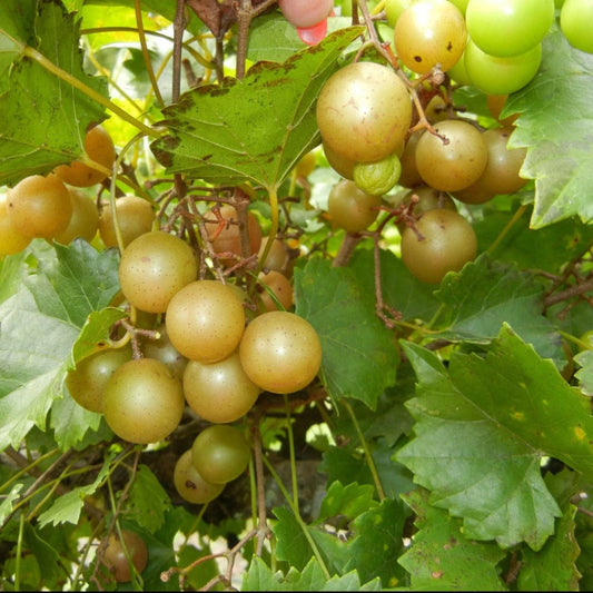 Triumph muscadine grapes growing on vine