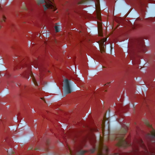 Acer palmatum 'Tsukasa Silhouette' Columnar Japanese Maple
