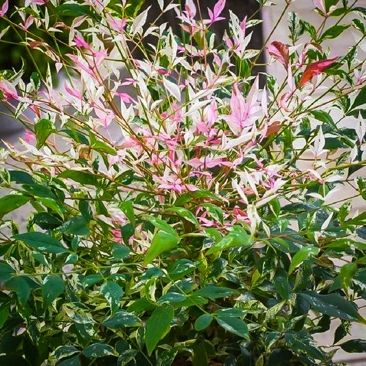 Nandina Twilight – evergreen shrub