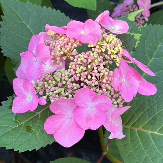 Rich flower clusters on Twist N Shout Hydrangea shrubs