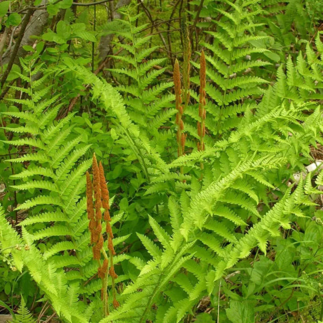 Osmunda cinnamomea native fern for shade