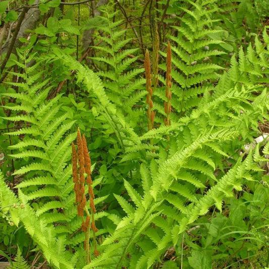 Osmunda cinnamomea native fern for shade