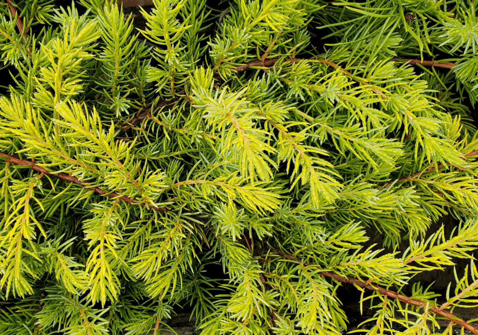 All Gold Juniper Online on Sale from HnG Nursery for trees & plants