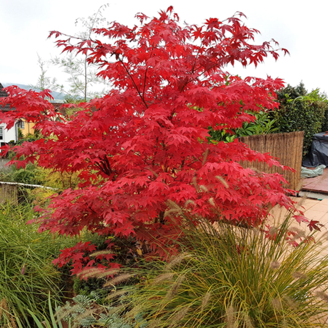 Newly planted Osakazuki Japanese Maple with bright foliage and upright growth