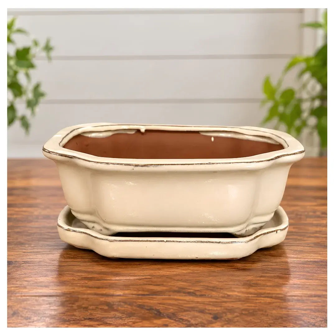 8" Professional Bonsai Planter with Matching Saucer