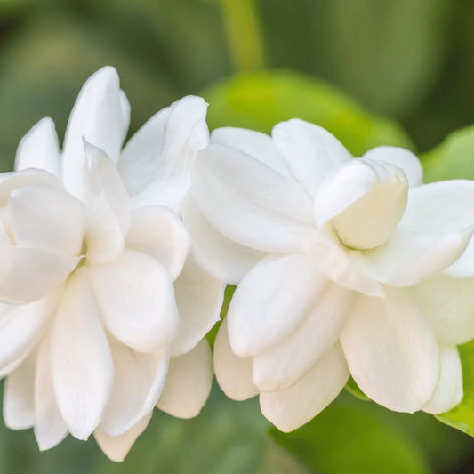 Jasminum sambac flowering plant in pot