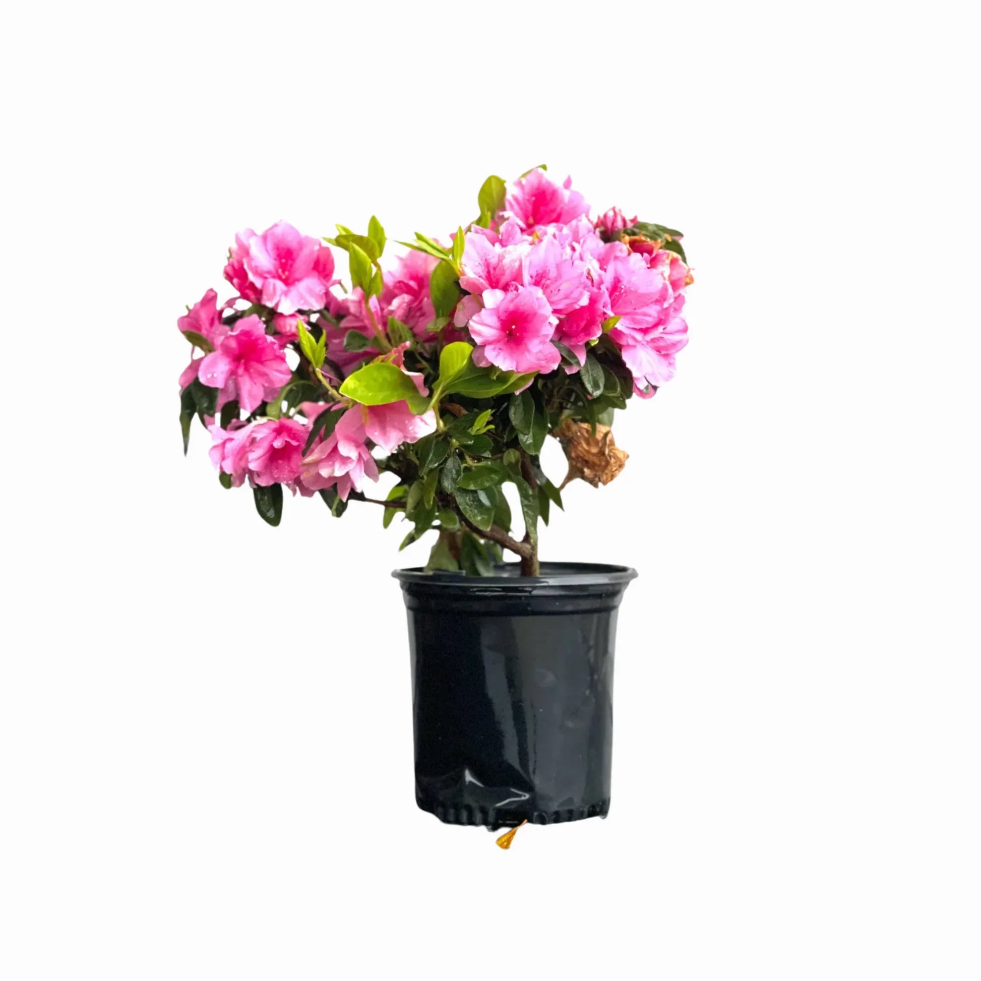 homeandgardensforless.com