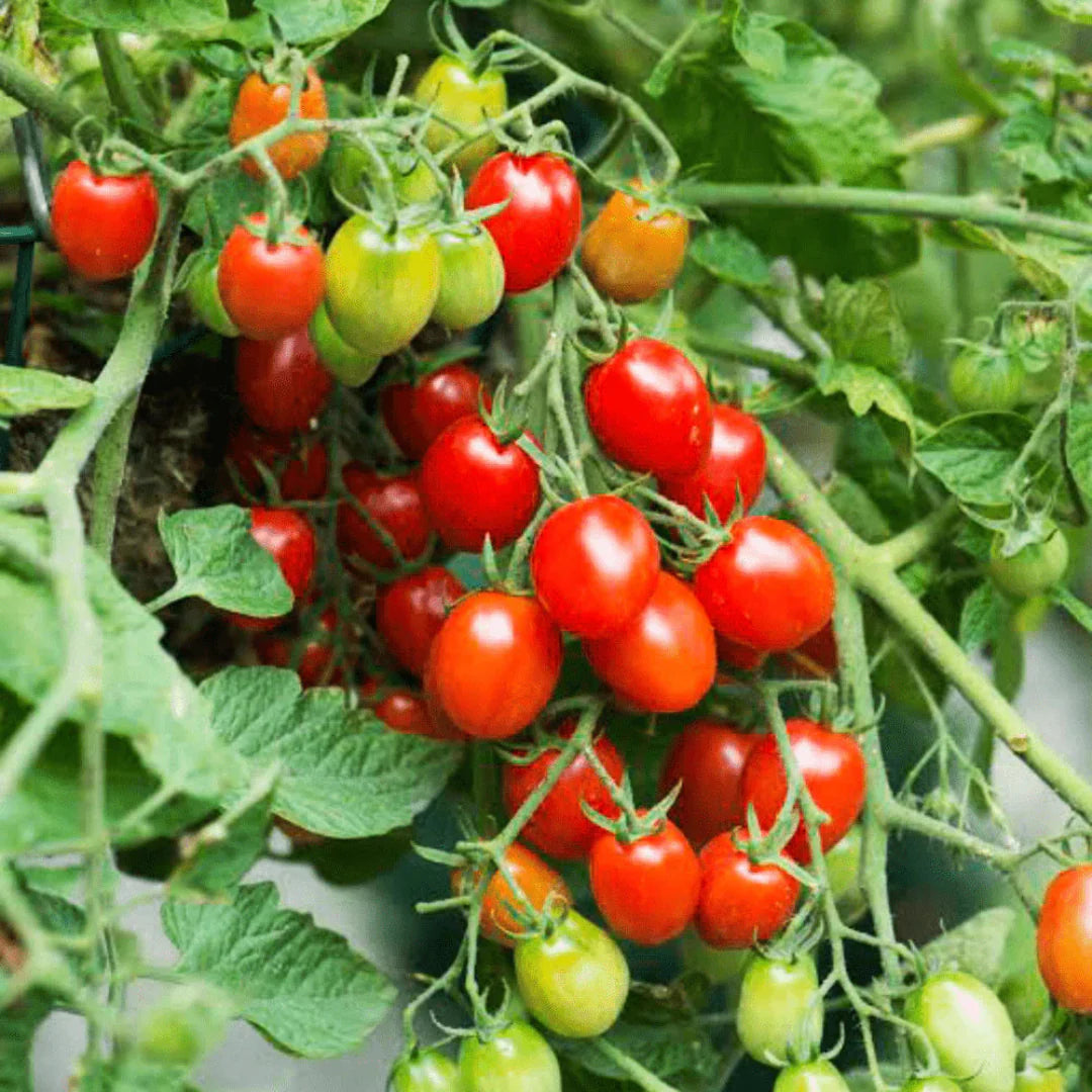 Tomato Plant 'Fantastico'