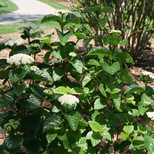 Arrowwood Viburnum tree All That Glitters variety with bright foliage and healthy viburnum growth