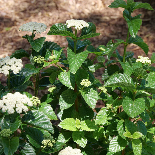 Viburnum arrowwood shrub All That Glitters in garden landscape with glossy leaves